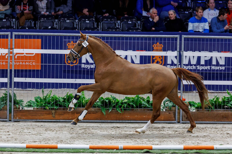 Gelders geweld op zaterdag van KWPN Stallion Show