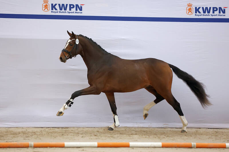 Zes dressuurhengsten via nakeuring door naar KWPN Stallion Show