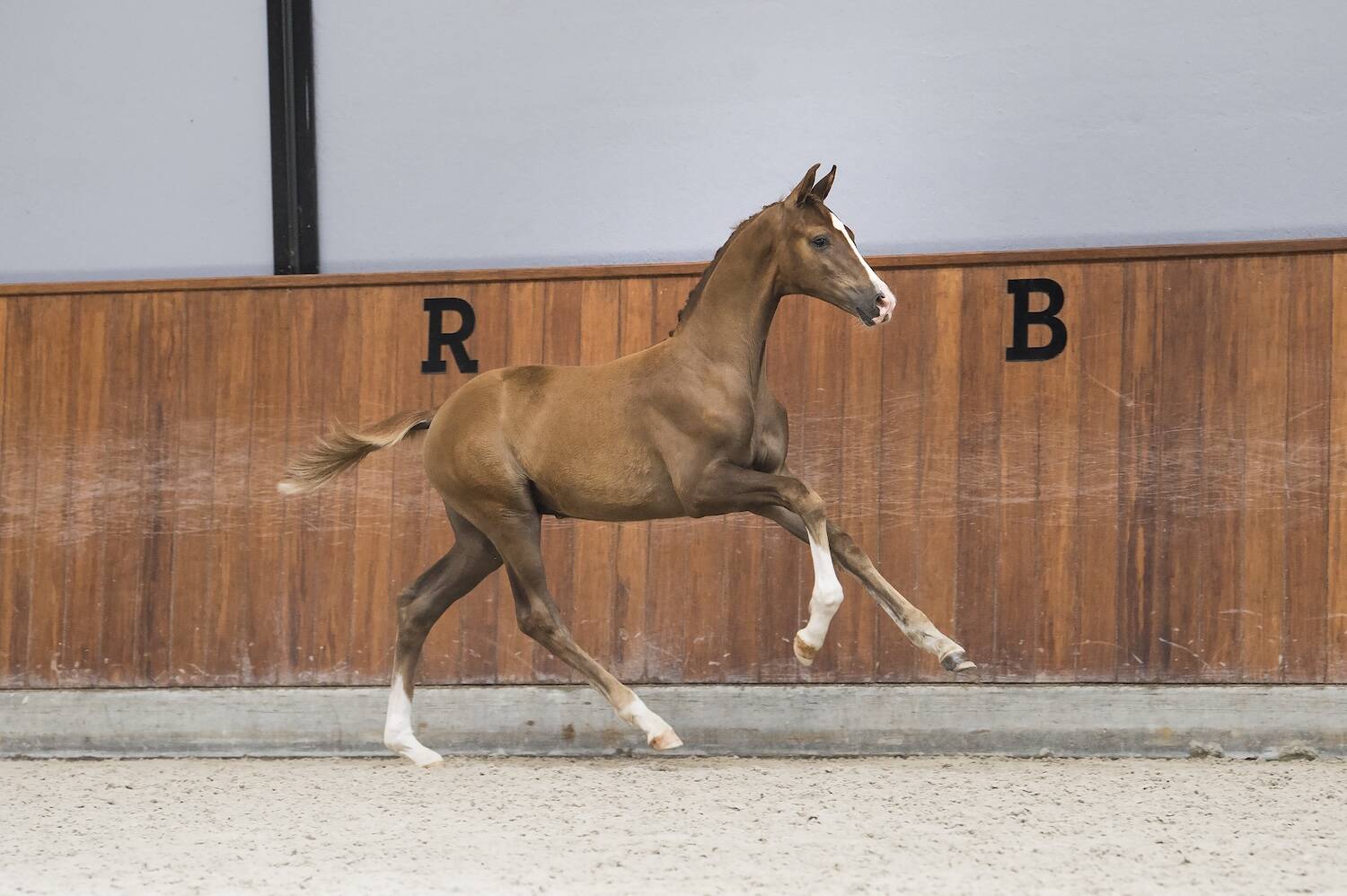 Veulenveiling Prinsjesdag x Droom Hoeve: Droomcollectie dressuurveulens gepresenteerd