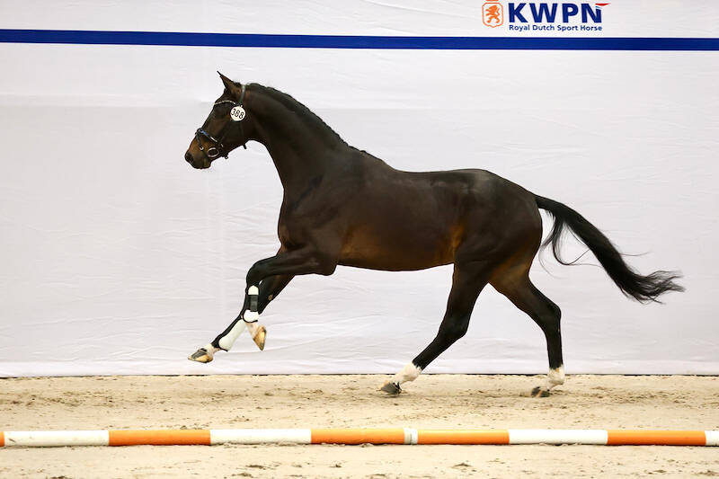 16 dressage stallions selected for second round viewing