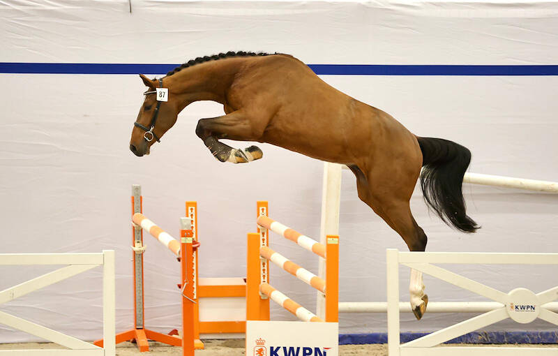 27 jumper stallions to the second round viewing