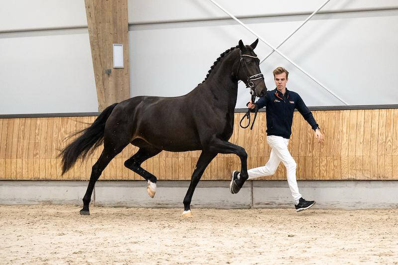 Fokkersverhaal: KWPN Online Broodmare Auction biedt unieke kansen voor fokkers