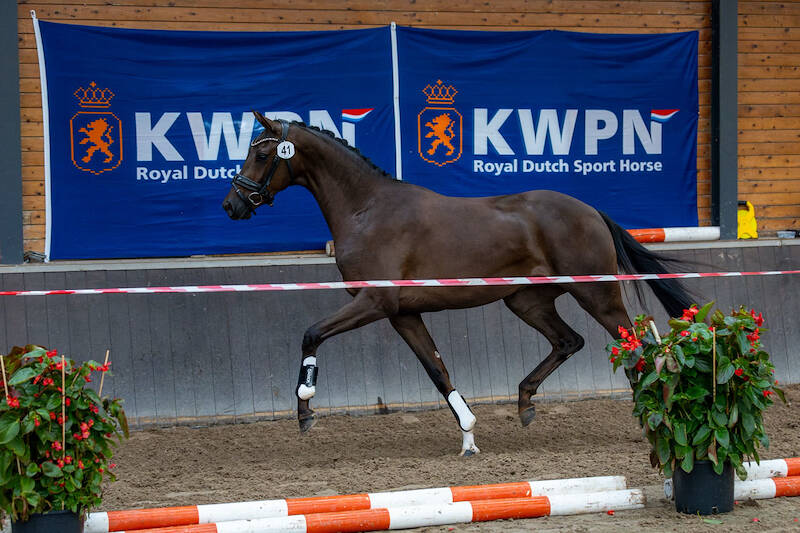 SK De Mortel: 80/85 voor Glock’s Toto Jr.-dochter Sarona H