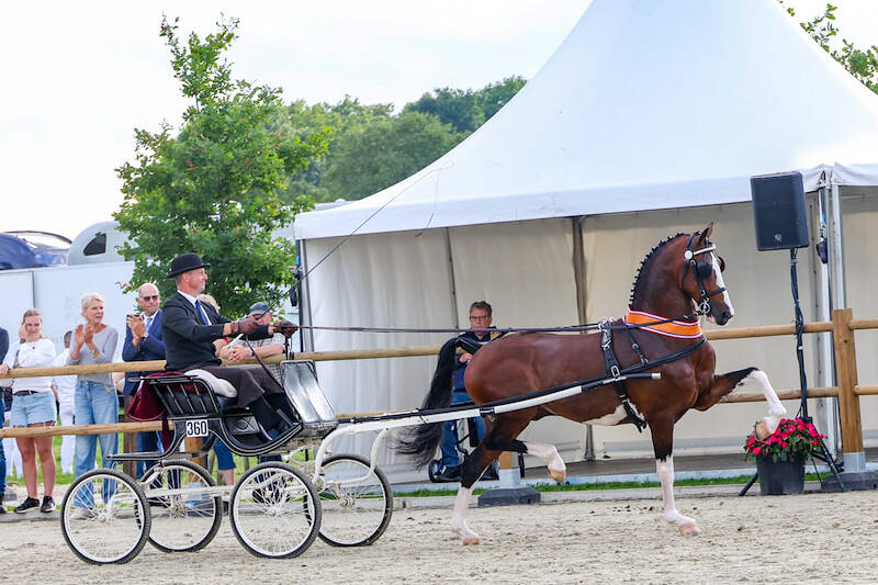 KWPN-tuigpaardhengst Olympus HS kampioen 6/7-jarige tuigpaarden
