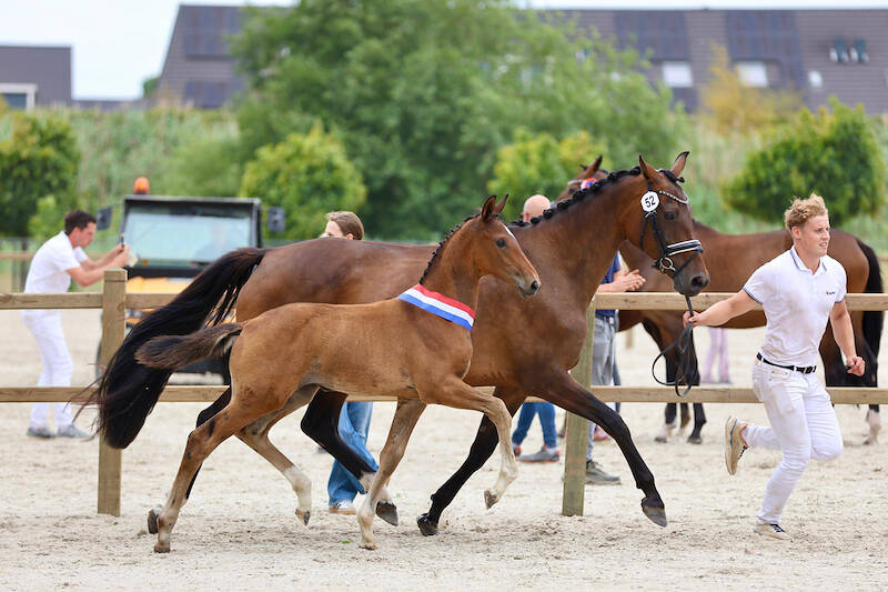 CK Hulten: drie dressuurmerrieveulens naar NVK