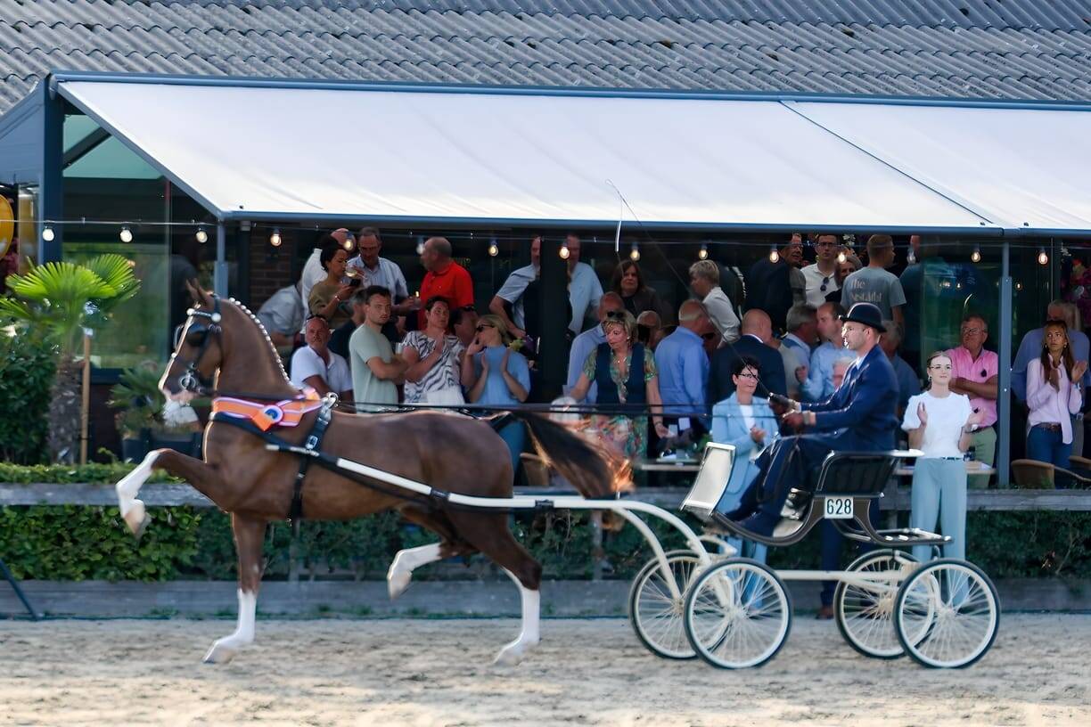 Imponerende vos Real Star kampioen vierjarige tuigpaarden