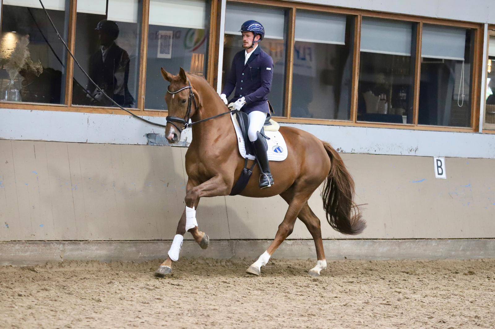IBOP Houten: Burlington-dochter Soulsister Wolfshoeve naar 80 punten