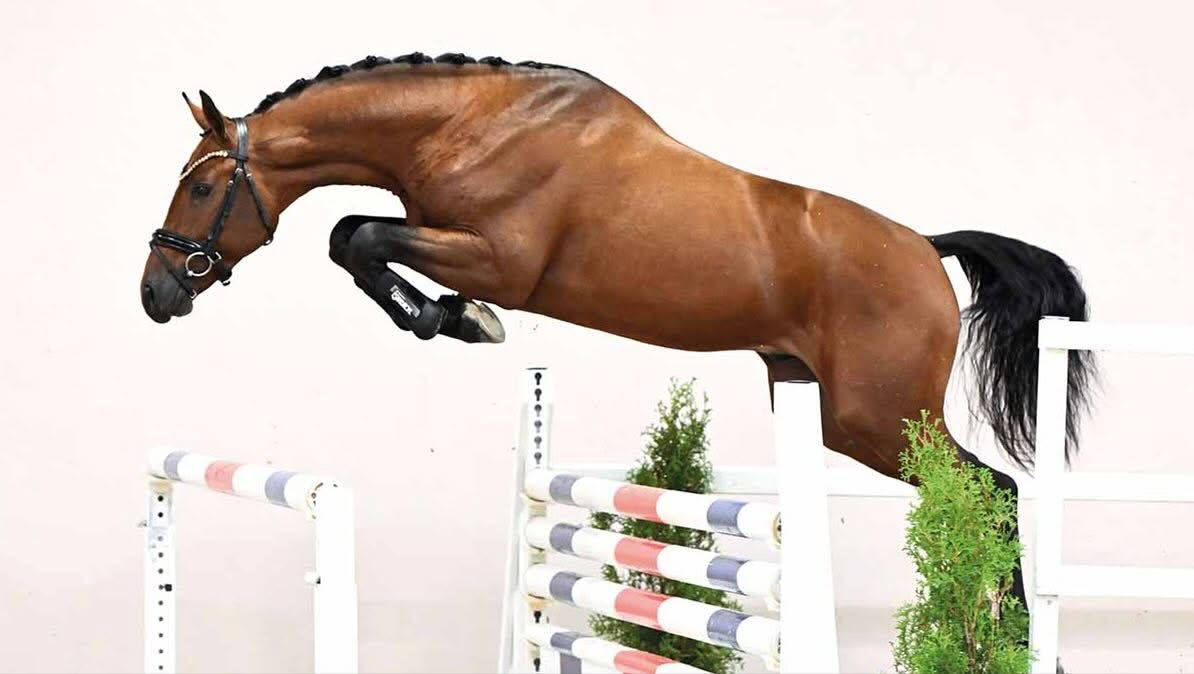 KWPN Online Auctions levert HK-kampioen in Oldenburg