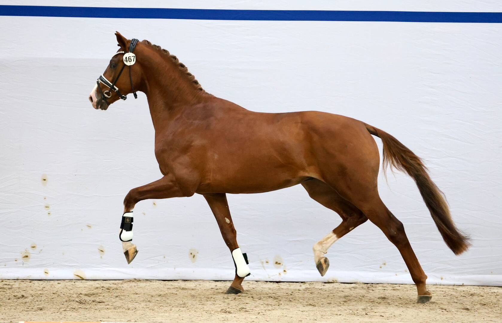 25 Stallions Selected for the Second Round Viewing