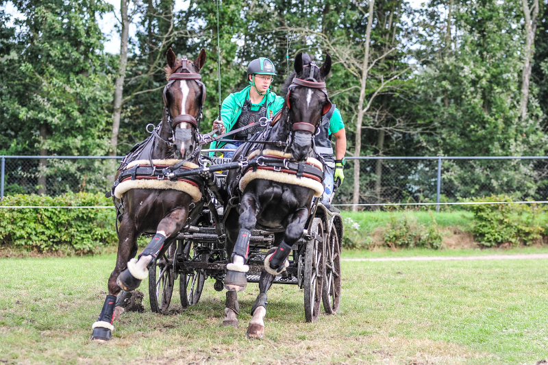 Dutch Harness Horse Dominates at Driving World Championship for Pairs in Beekbergen