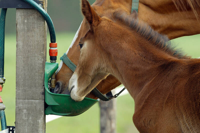 KWPN Magazine | Vijf tips voor meer paardenwelzijn