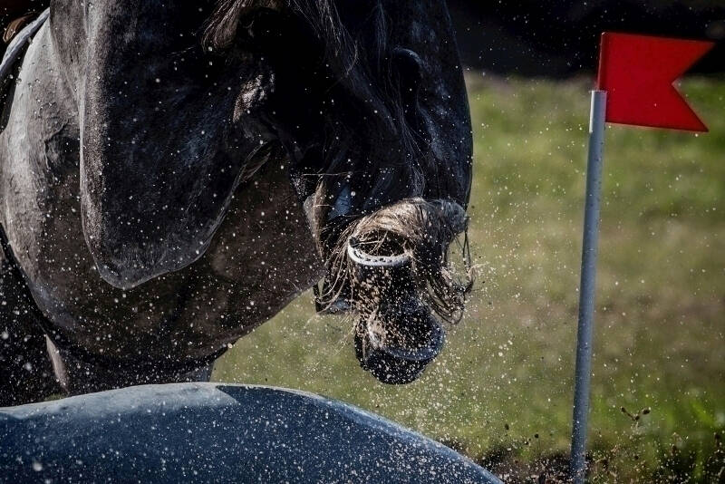 Military Boekelo: KWPN-paarden The Joker en Goliath in de startblokken