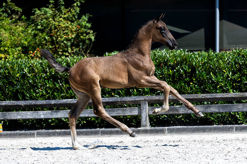 Today at 1 p.m. KWPN Select Sale - World Championship Edition