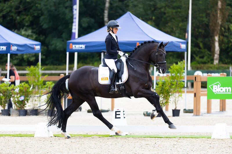 Drie hengsten via de hengstencompetitie door naar Den Bosch