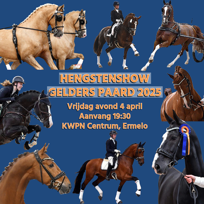 Gelderse hengstenshow in aantocht