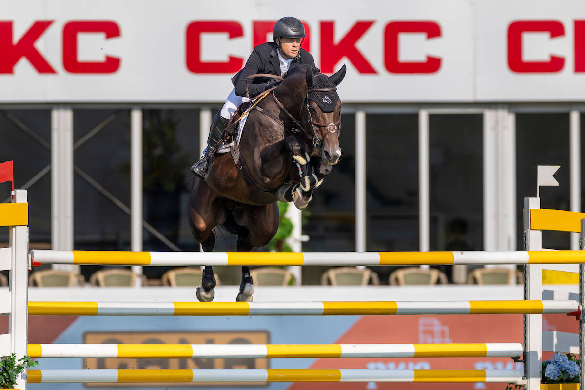 Grandorado TN steals the spotlight among multiple impressive KWPN jumpers