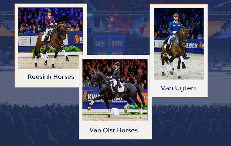 Stallion owners showcase the best of the best at the KWPN Stallion Show
