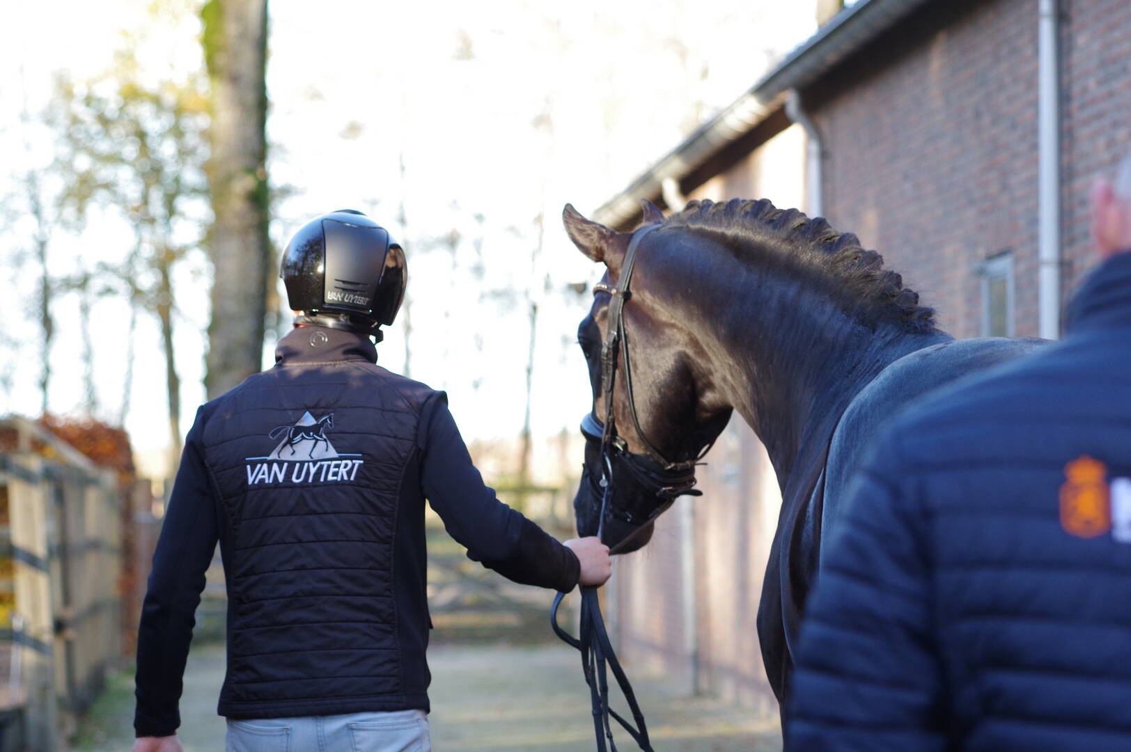 Performance test starts with 12 dressage stallions