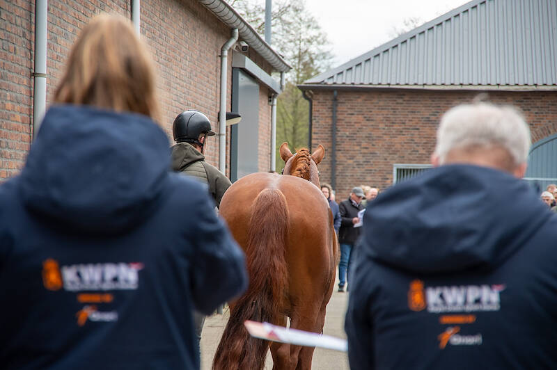 Maandag aanlevering verrichtingsonderzoek Gelderse hengst