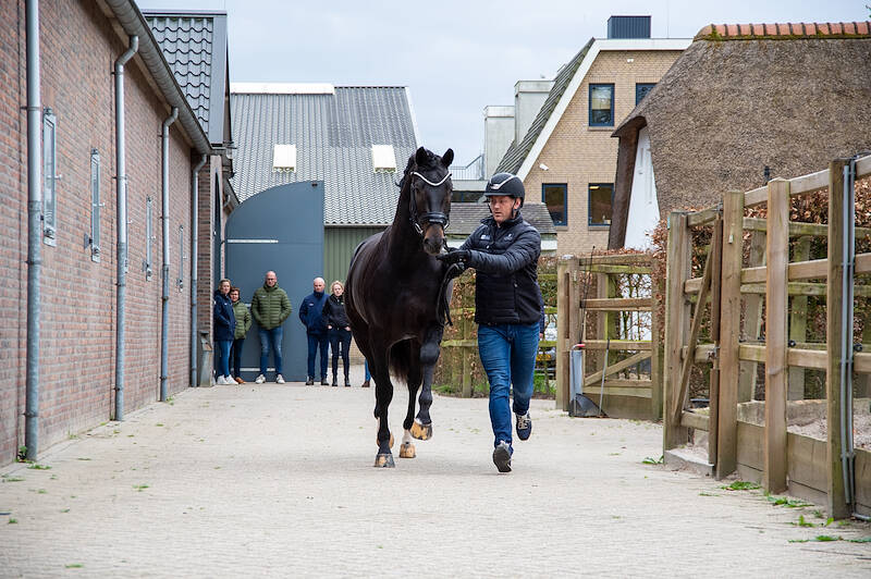 Zadelpresentatie en -keuring springhengsten goed verlopen