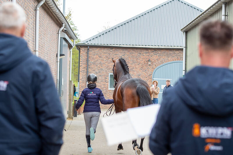 Voorjaarsverrichtingsonderzoek vervalt voor driejarige hengsten