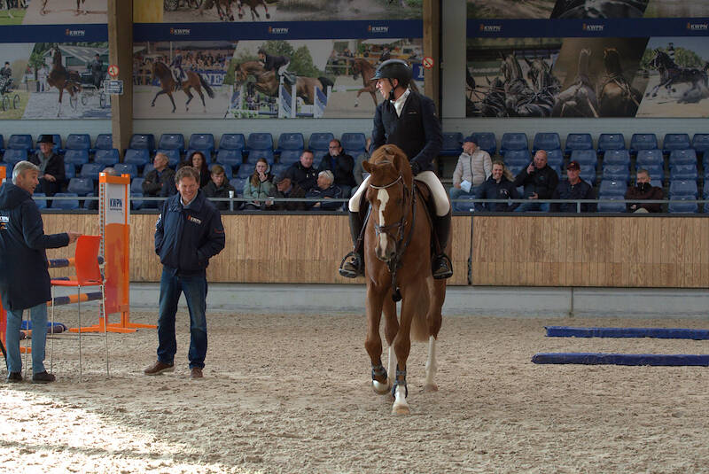 Meld uw springhengst aan voor de zadelpresentatie