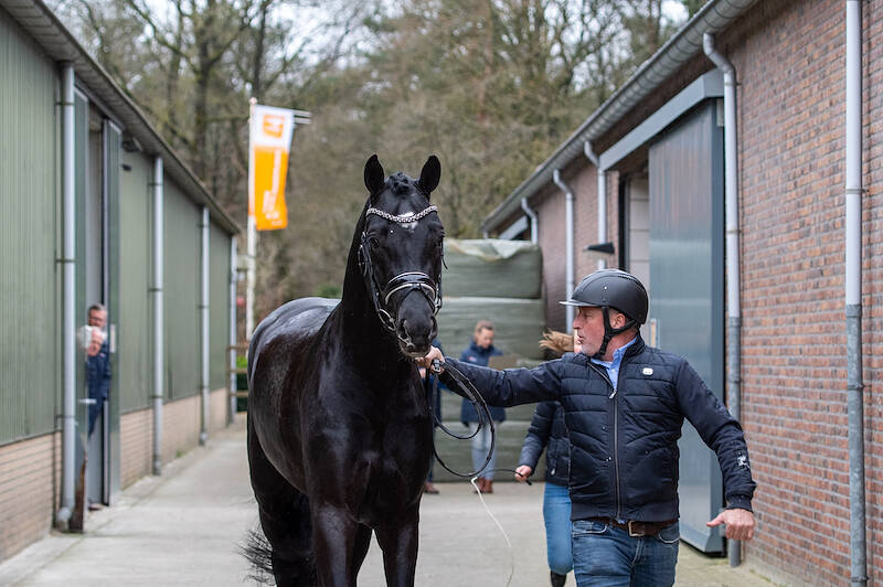 Performance test started today for eleven stallions