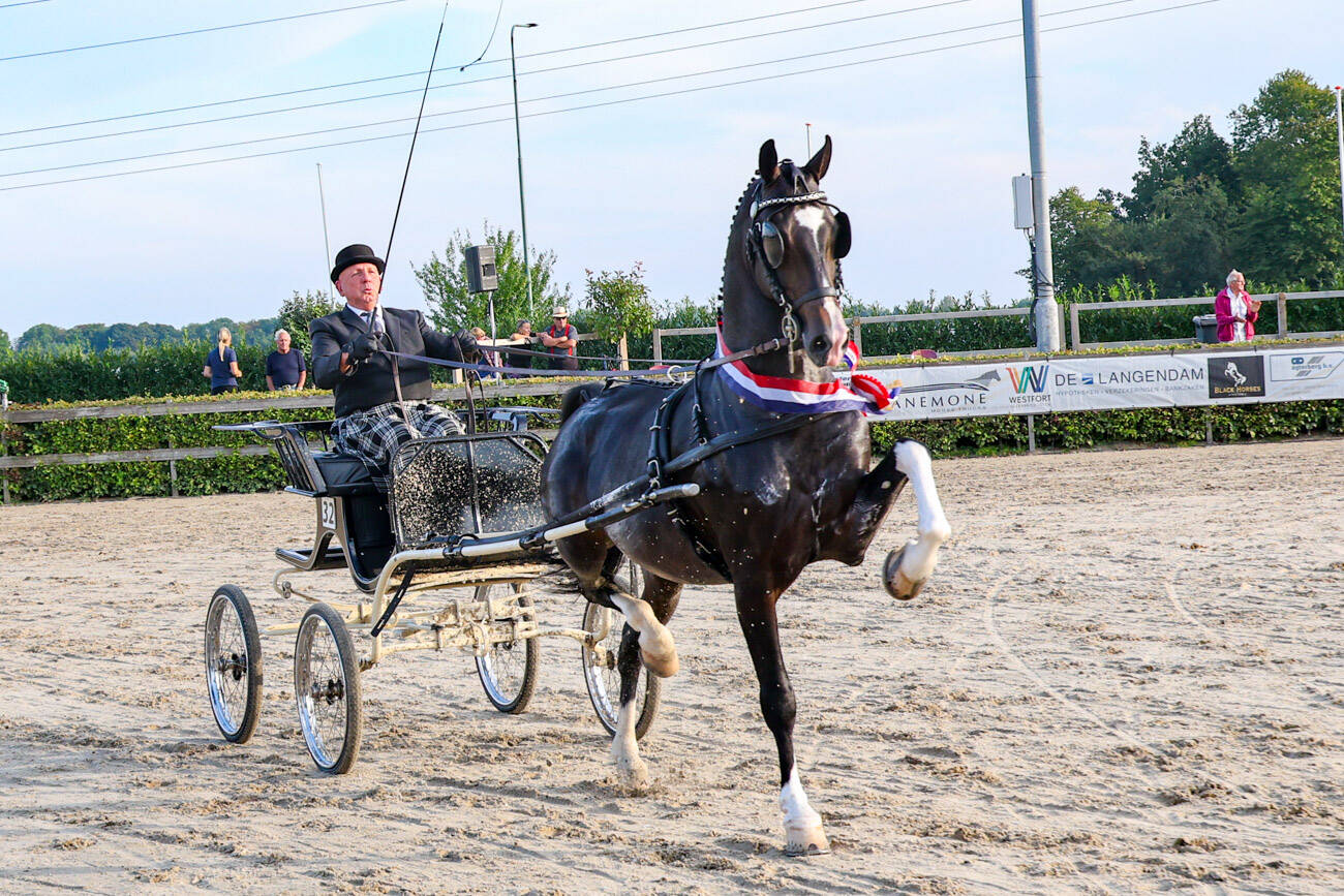 Oberon overall-winnaar KWPN/Westfort Hengstencompetitie, Neon GSM wint laatste wedstrijd