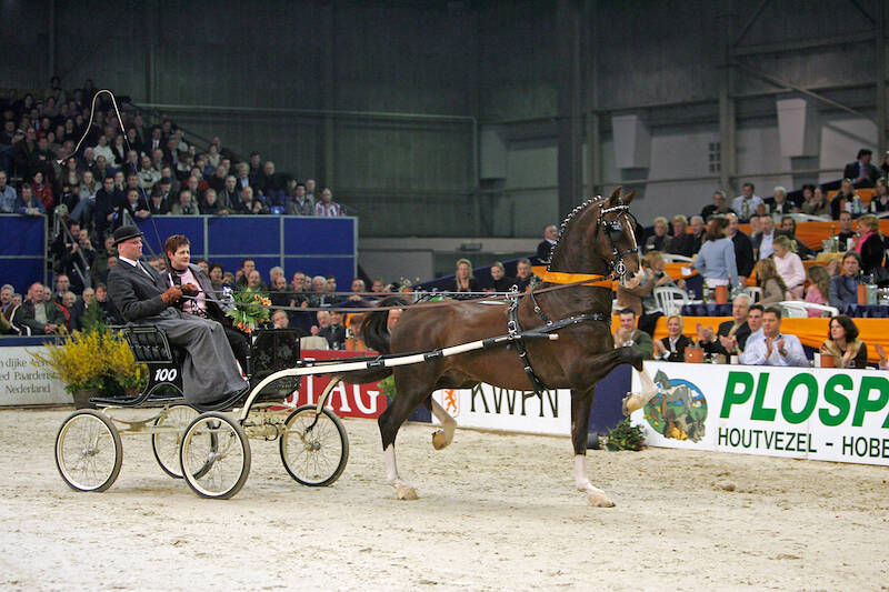 Veel kwaliteitsvolle tuigpaarden in Manno Trofee, Renovo Schaal en Westfort Hengstencompetitie