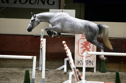 KWPN Magazine | De merrie maakt het verschil: Zanory T