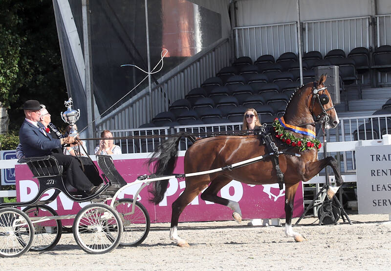Opmars van jonge merries op de Nationale Tuigpaardendag