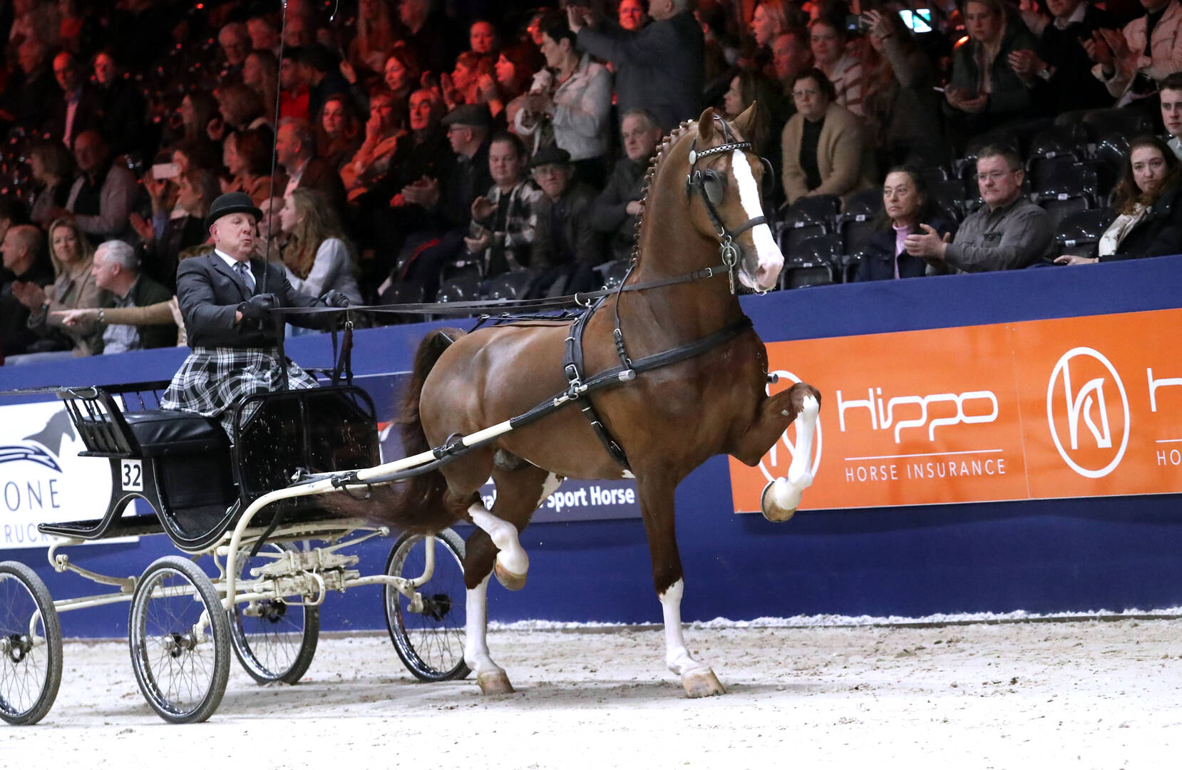 Macho Leading Sire at First Round Viewing of Harness Horse Stallions