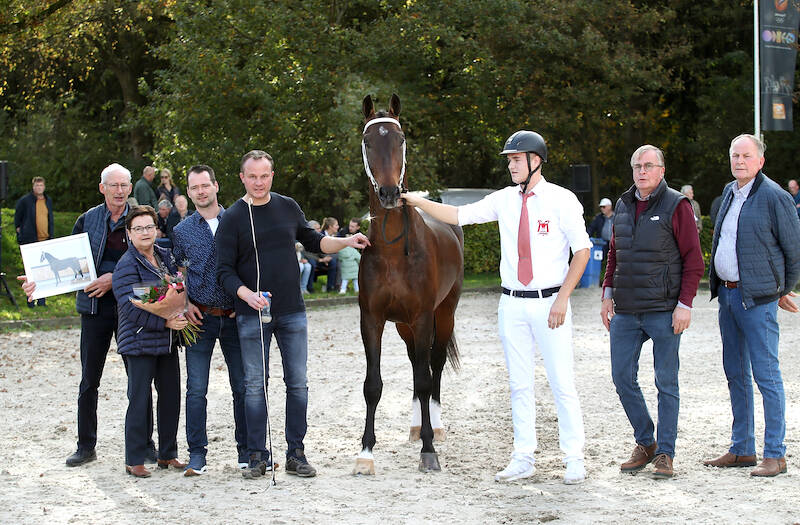 New generation of harness horse stallions showcased in Den Bosch