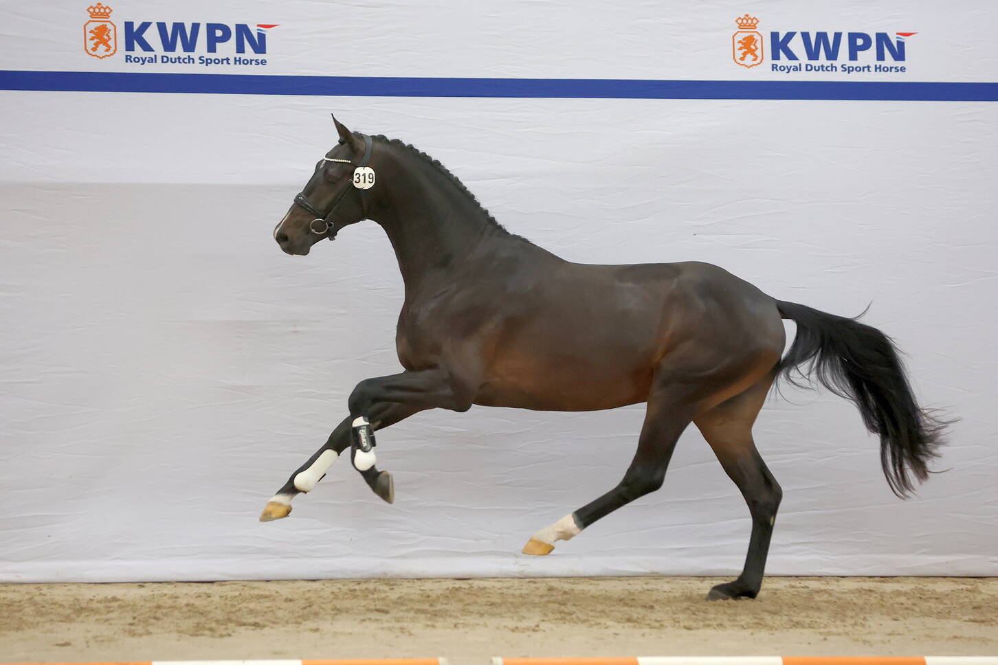 18 dressage stallions selected on the second day