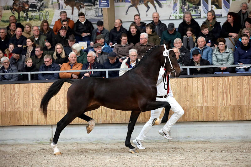 Mooi aantal  KWPN-tuigpaardhengsten naar eerste bezichtiging  in Ermelo
