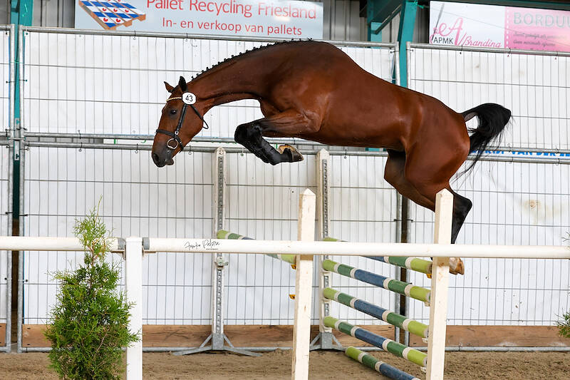 SK Harich: 90 punten voor vrijspringen van Serusa R (v.Hardrock Z)