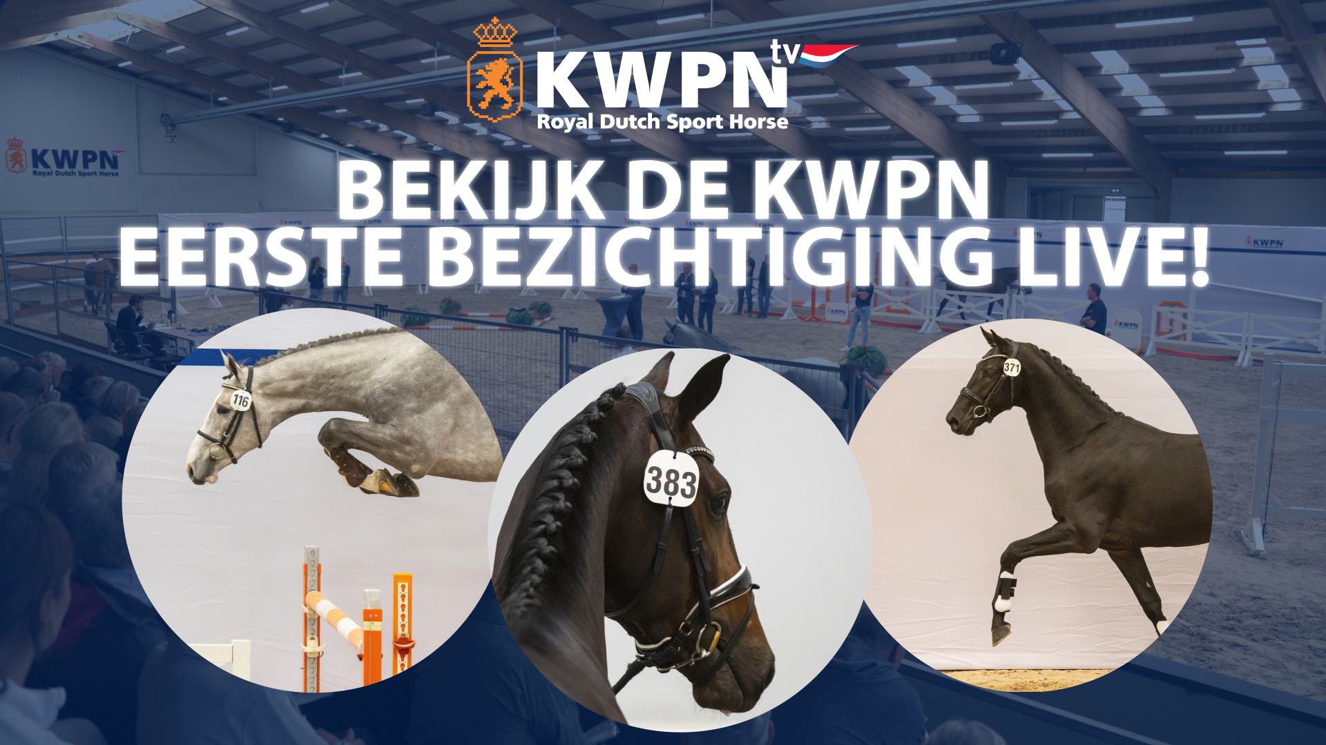Volg de eerste bezichtiging springhengsten live via KWPN.tv