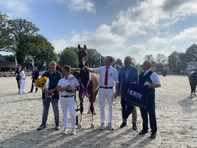 Macho-dochter Symylady kampioen bij tweejarige tuigpaardmerries op NTD