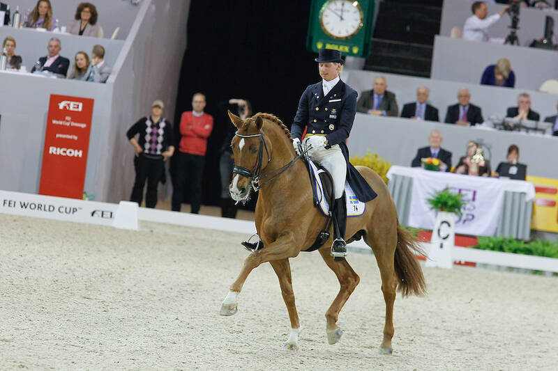 KWPN-hengst Scandic overleden