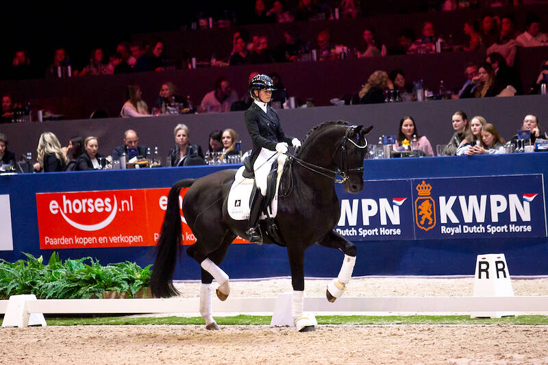 Bezoek de hengstenshow bij Van Olst Horses