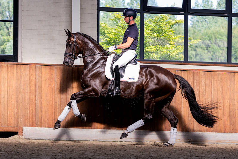 Exceptional KSS Collection: Glamourdale from the Full Sister of Vamos Amigos, Half-Brother of Imothep