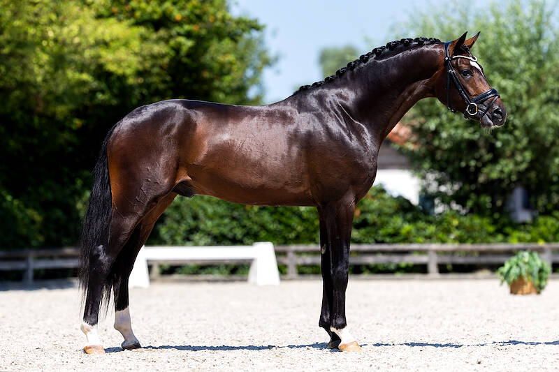 KWPN Select Sale: Bekijk de paarden en veulens aan huis