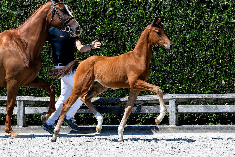 Invest tomorrow in the half-brother of the four-year-old World Cup finalist Premier