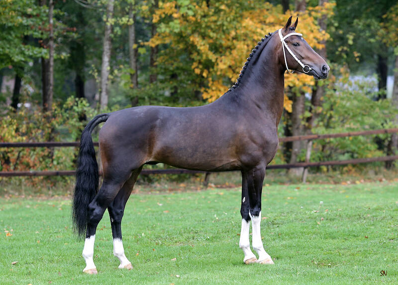 Four harness horse stallions retained