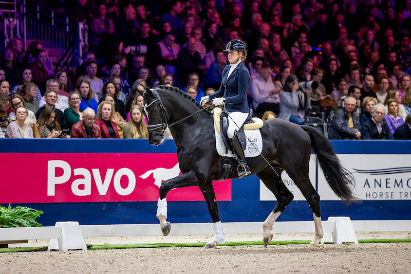 14 dressuurhengsten van jaargang 2024 presenteren zich positief
