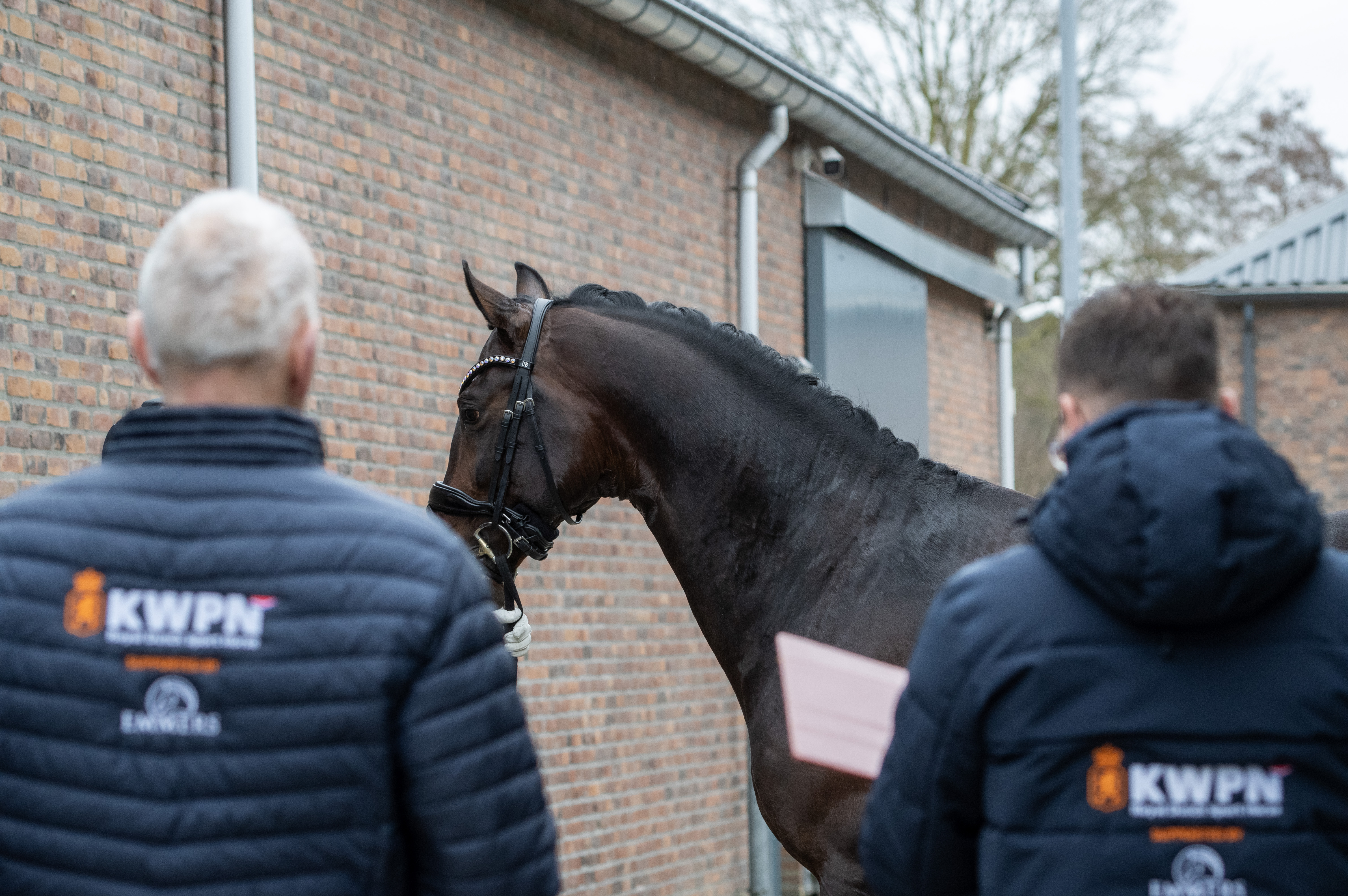 Zes hengsten gaan richting eindpresentatie