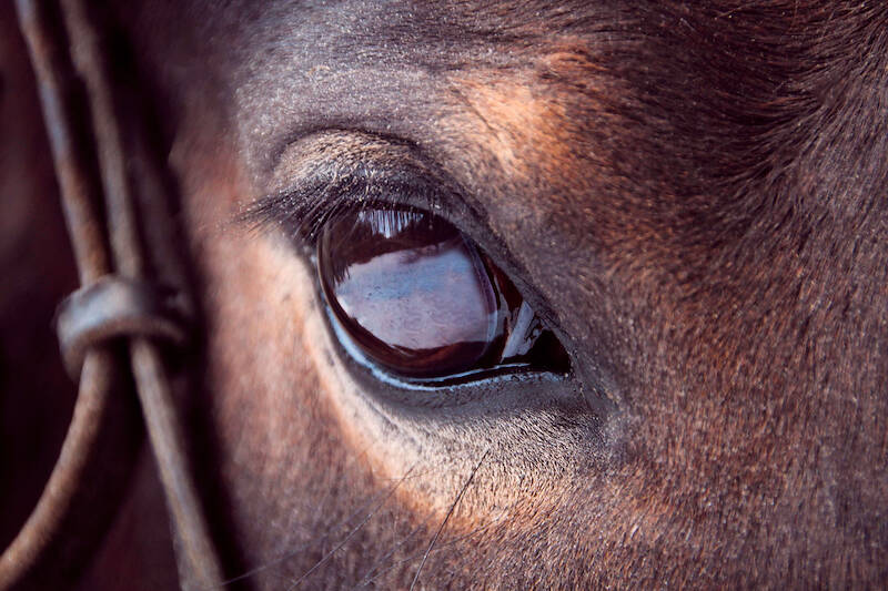 Enkel geval Equine Infectieuze Anemie (EIA) in Sint-Michielsgestel