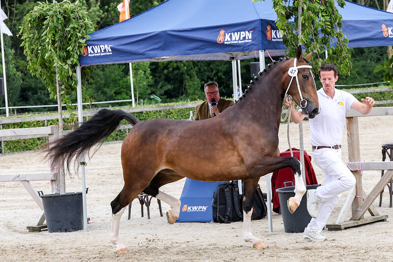 CK TP: Hertog Jan-dochter Scodessa K gehuldigd tot  kampioen driejarige merries