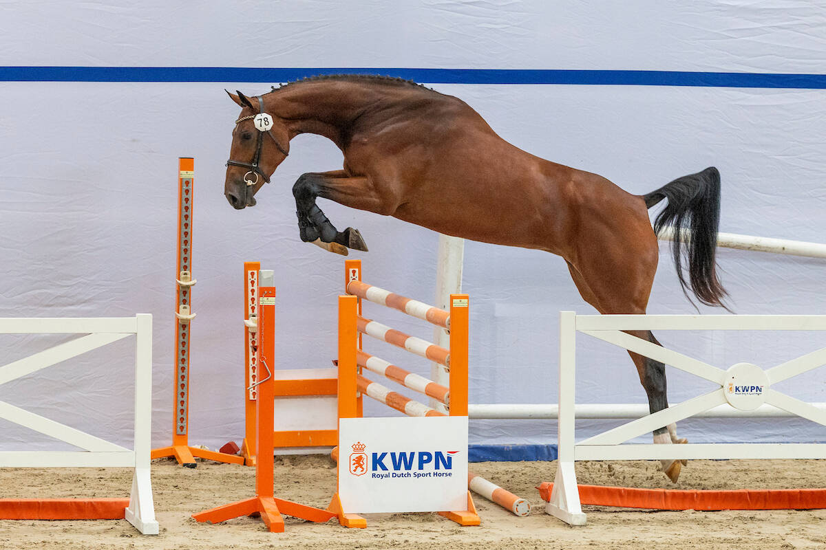 NMK-titel voor zeer atletische Serusa R (v.Hardrock Z)
