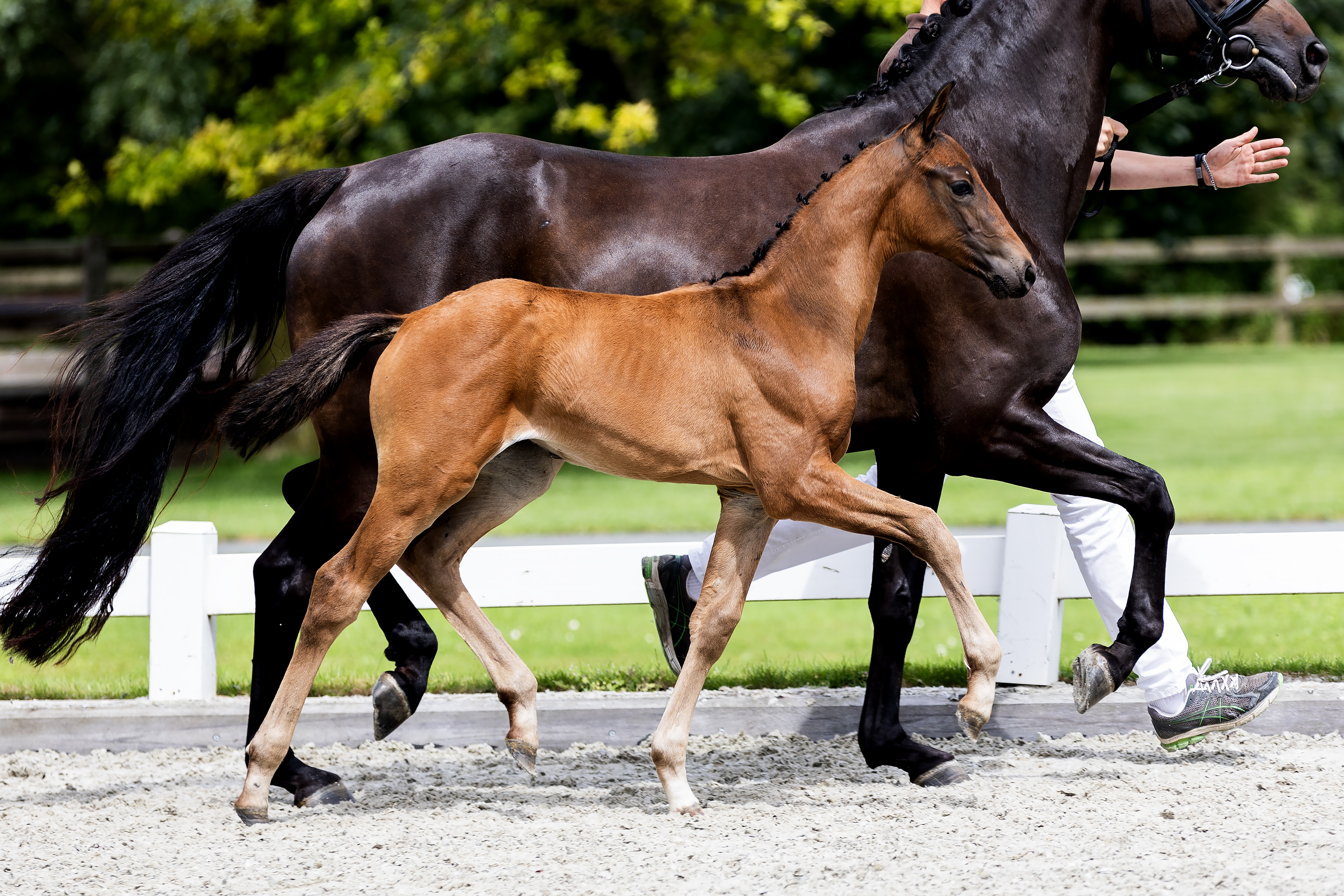 Excellent Dressage Sales keert terug met live veulenveiling